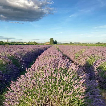A L Aube Du Midi