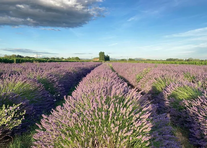 A L Aube Du Midi
